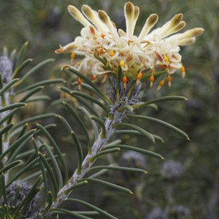 Petrophile brevifolia